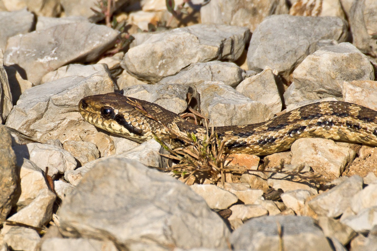 Elaphe quatuorlineata.giovane